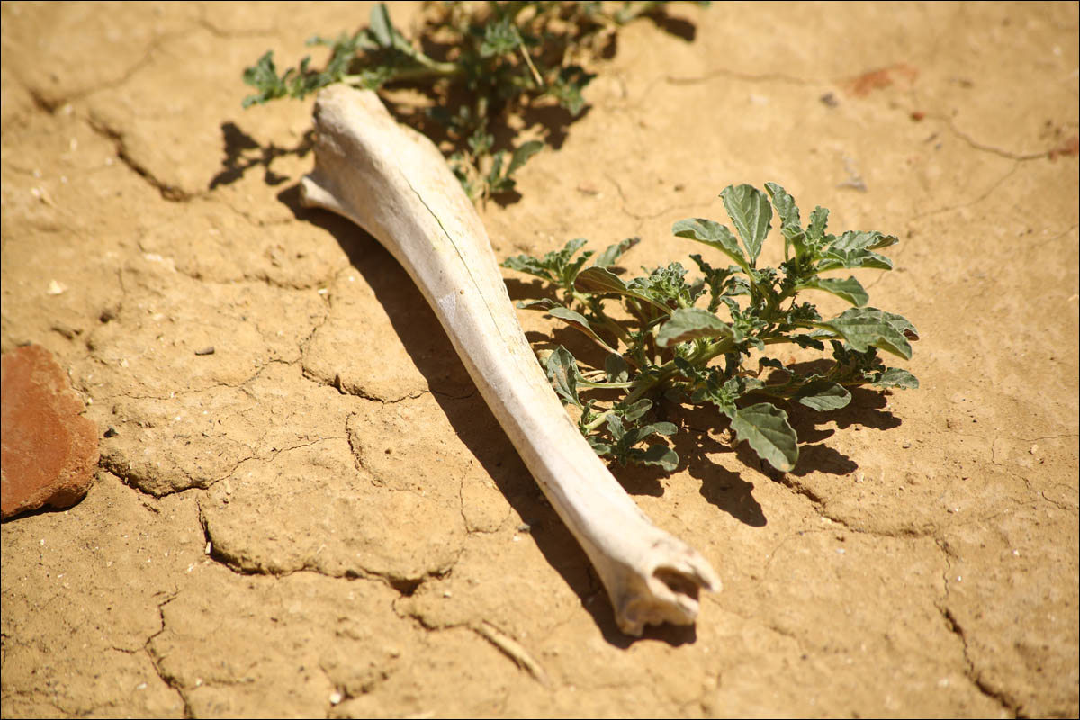 Про антилопу в противогазе и розовые солёные озёра - 7 Про антилопу в противогазе и розовые солёные озёра - 7