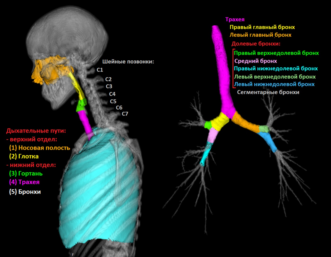 Автоматическая сегментация дыхательных органов - 2