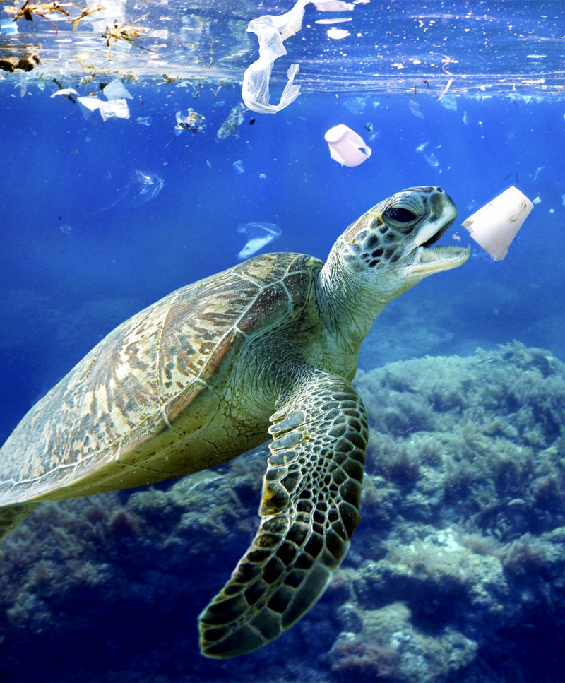 Пластик в океане, или как человек разрушает природу: фото