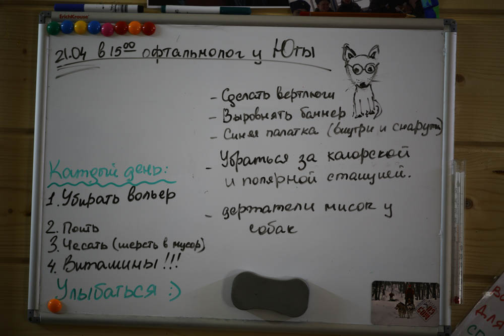 Ездовые собаки: что нужно про них знать, и как их выводили - 13