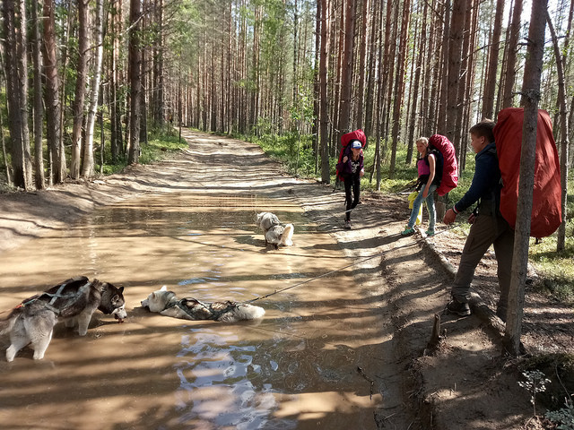 Ездовые собаки: что нужно про них знать, и как их выводили - 21