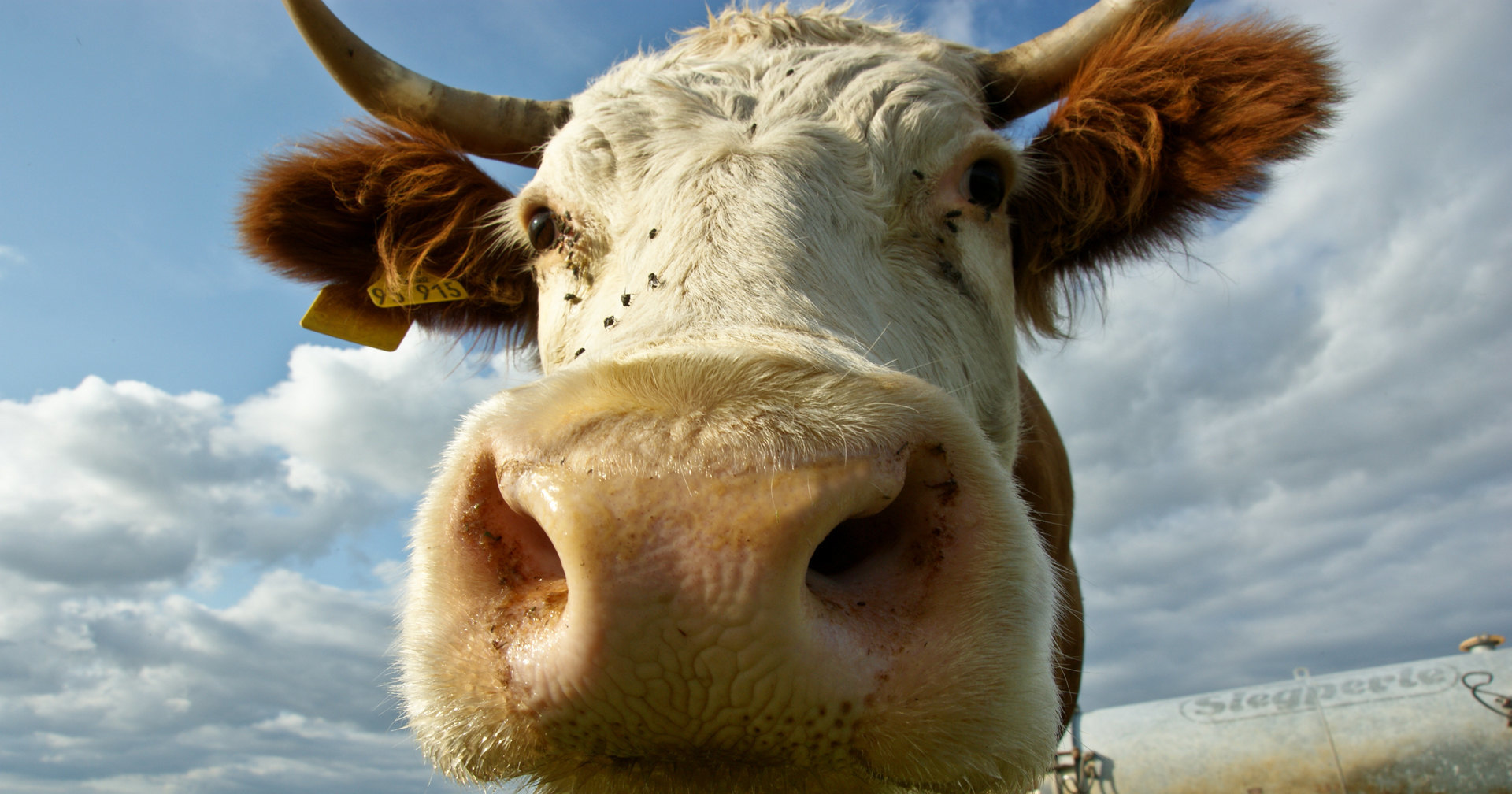 Генетики отучат коров пукать Генетики отучат коров пукать