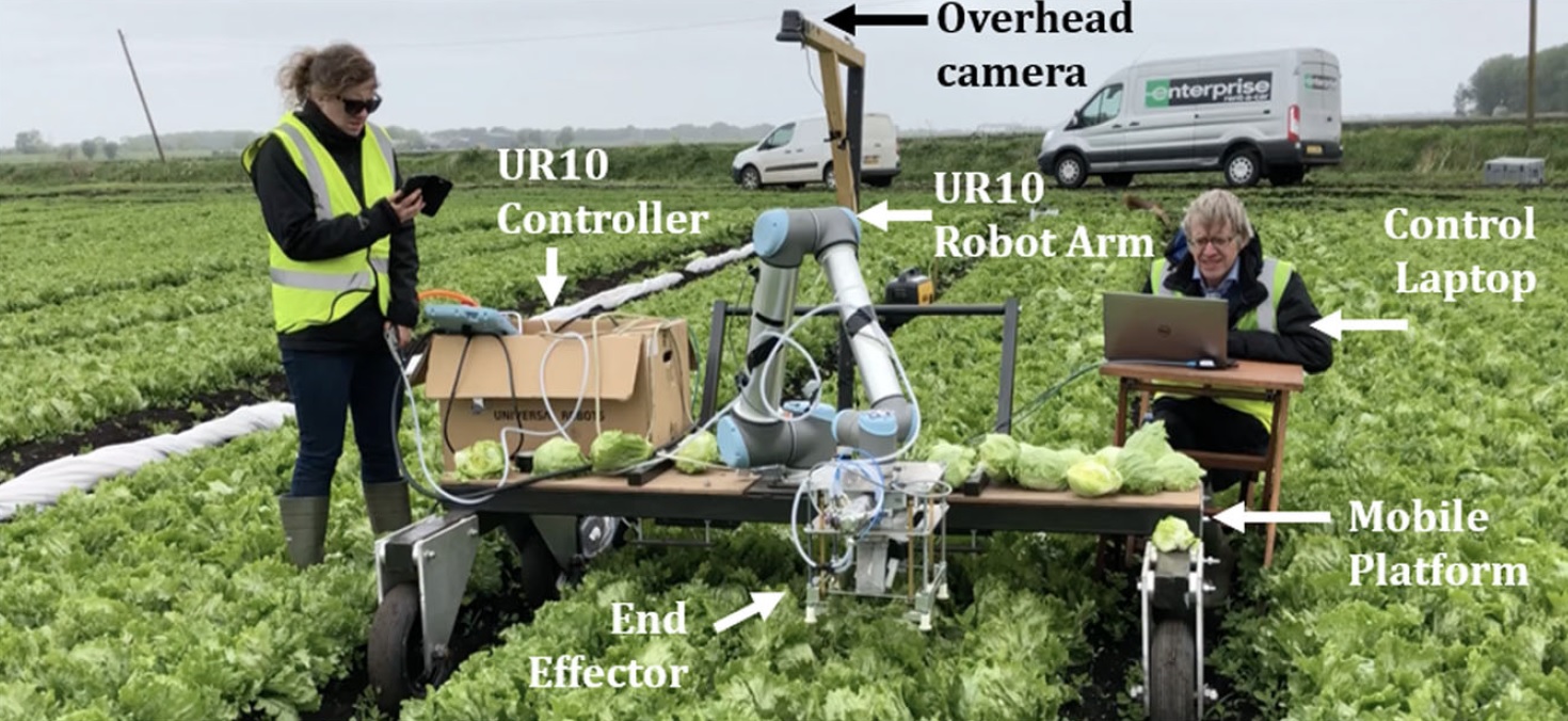 Агро-робот с ИИ научился аккуратно собирать с грядки только созревший салат - 6