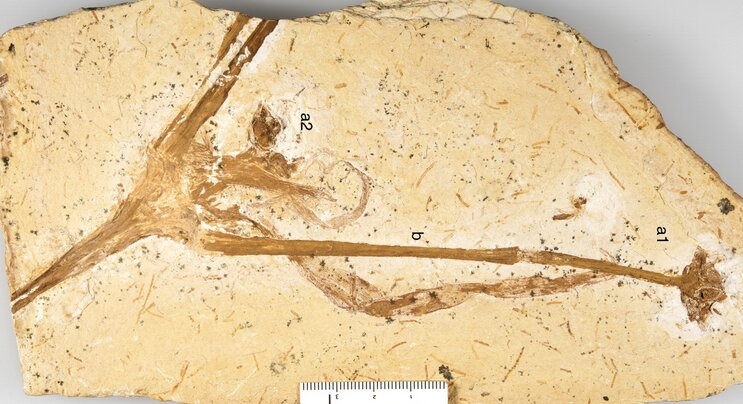 Обнаружены остатки древней лилии возрастом 113 млн лет