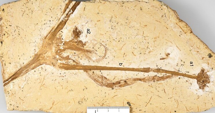 Обнаружены остатки древней лилии возрастом 113 млн лет