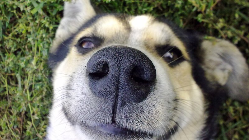 В Китае появилось распознавание собак по рисунку носа