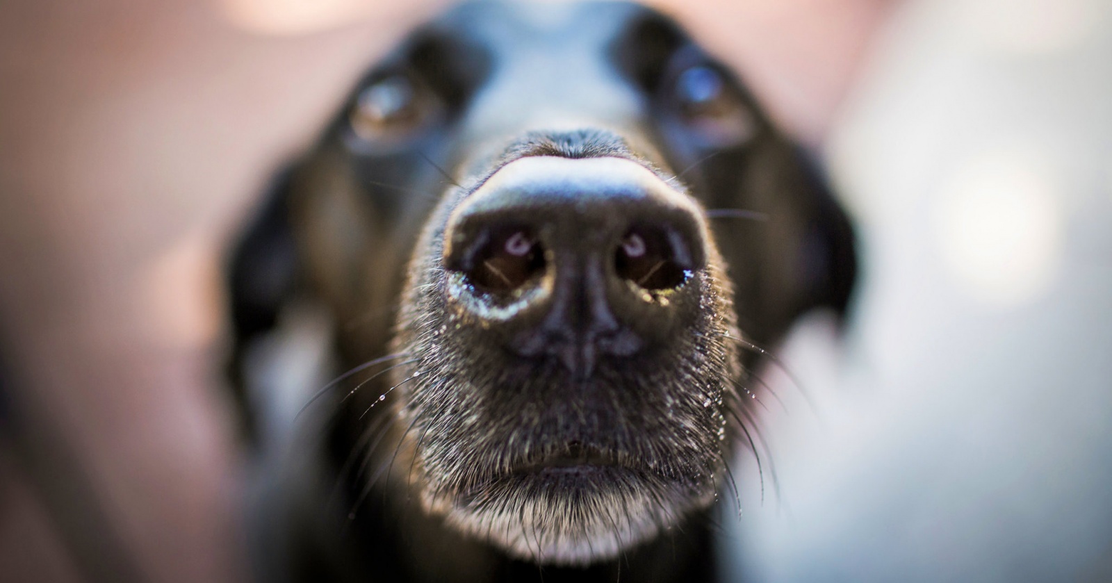 В Китае появилось распознавание собак по рисунку носа