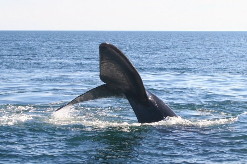 Южные гладкие киты способны «шептаться», чтобы не привлекать хищников