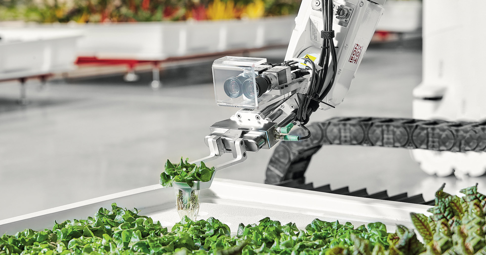Как роботы выращивают траву: первая зелень