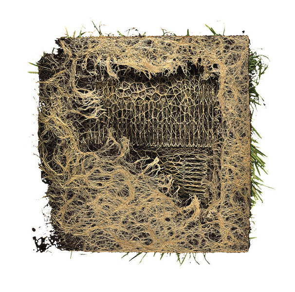 Послушные растения Дианы Шерер: художница из Голландии