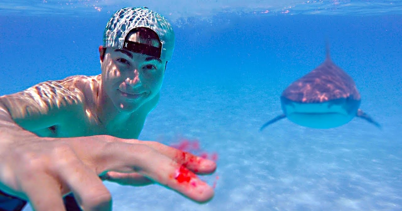 Может ли акула почуять каплю крови за километр: лицом к лицу