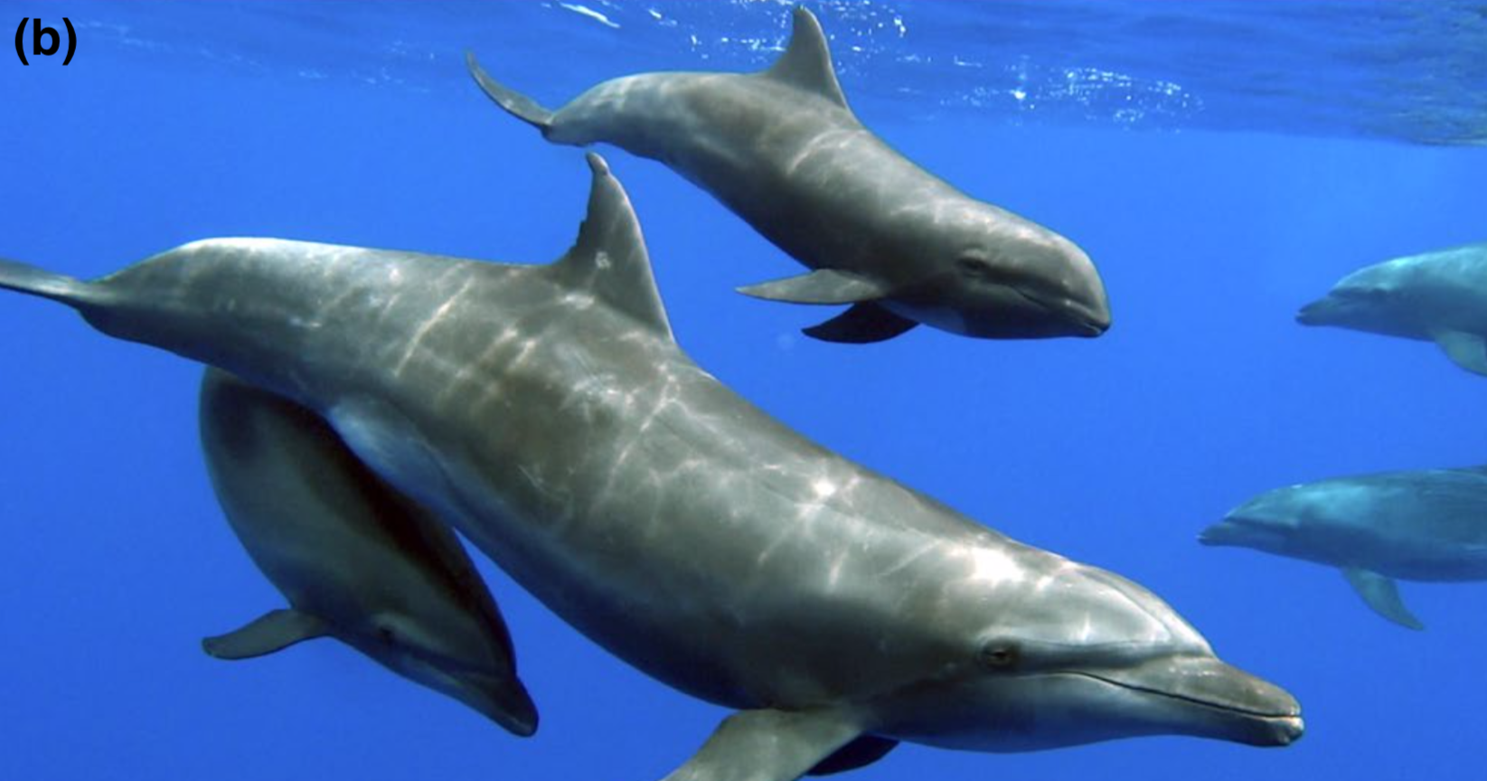 Впервые замечено, как дельфин растит детеныша другого вида