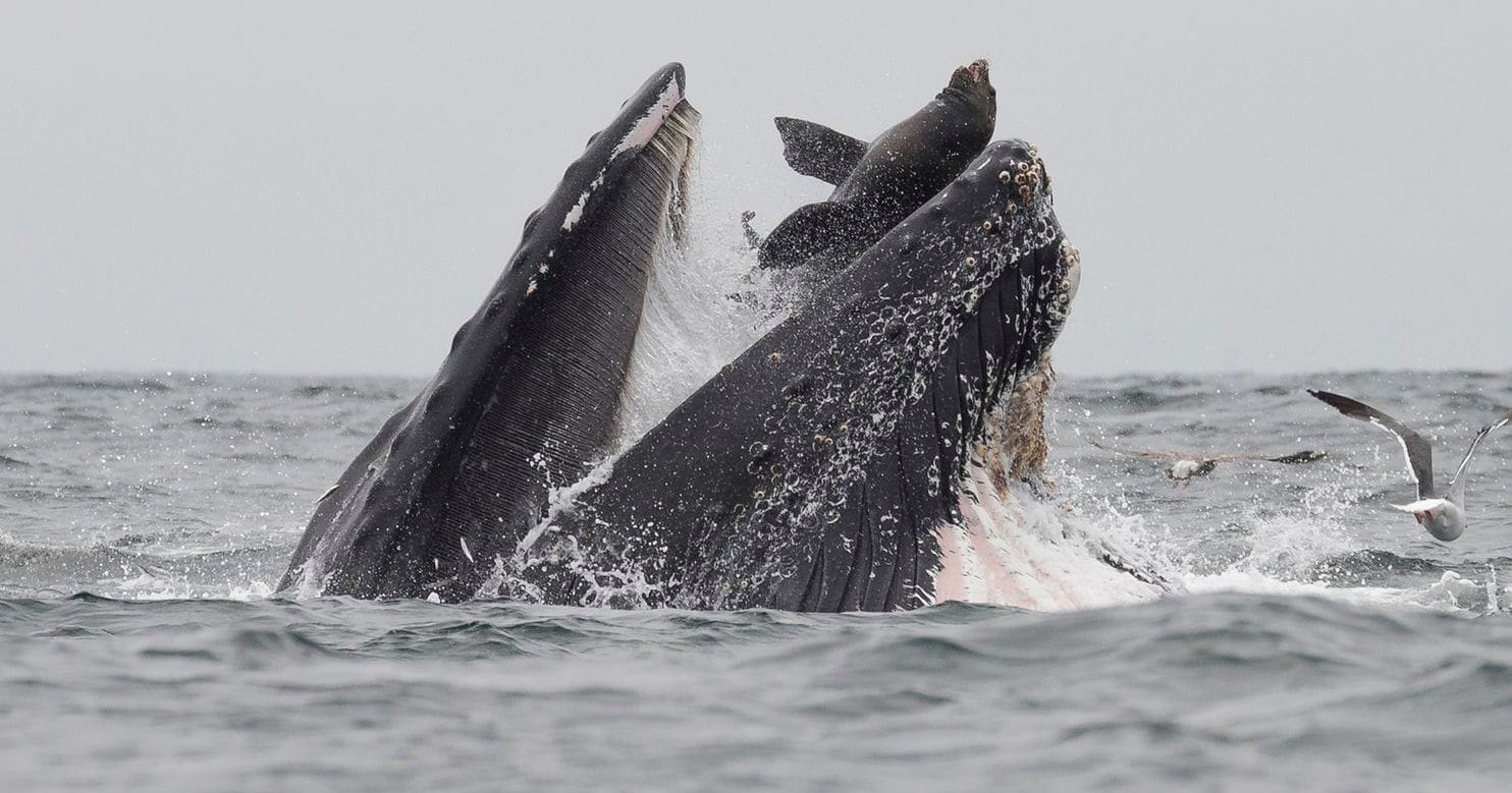 Горбатый кит поймал в пасть морского льва: редчайшее фото