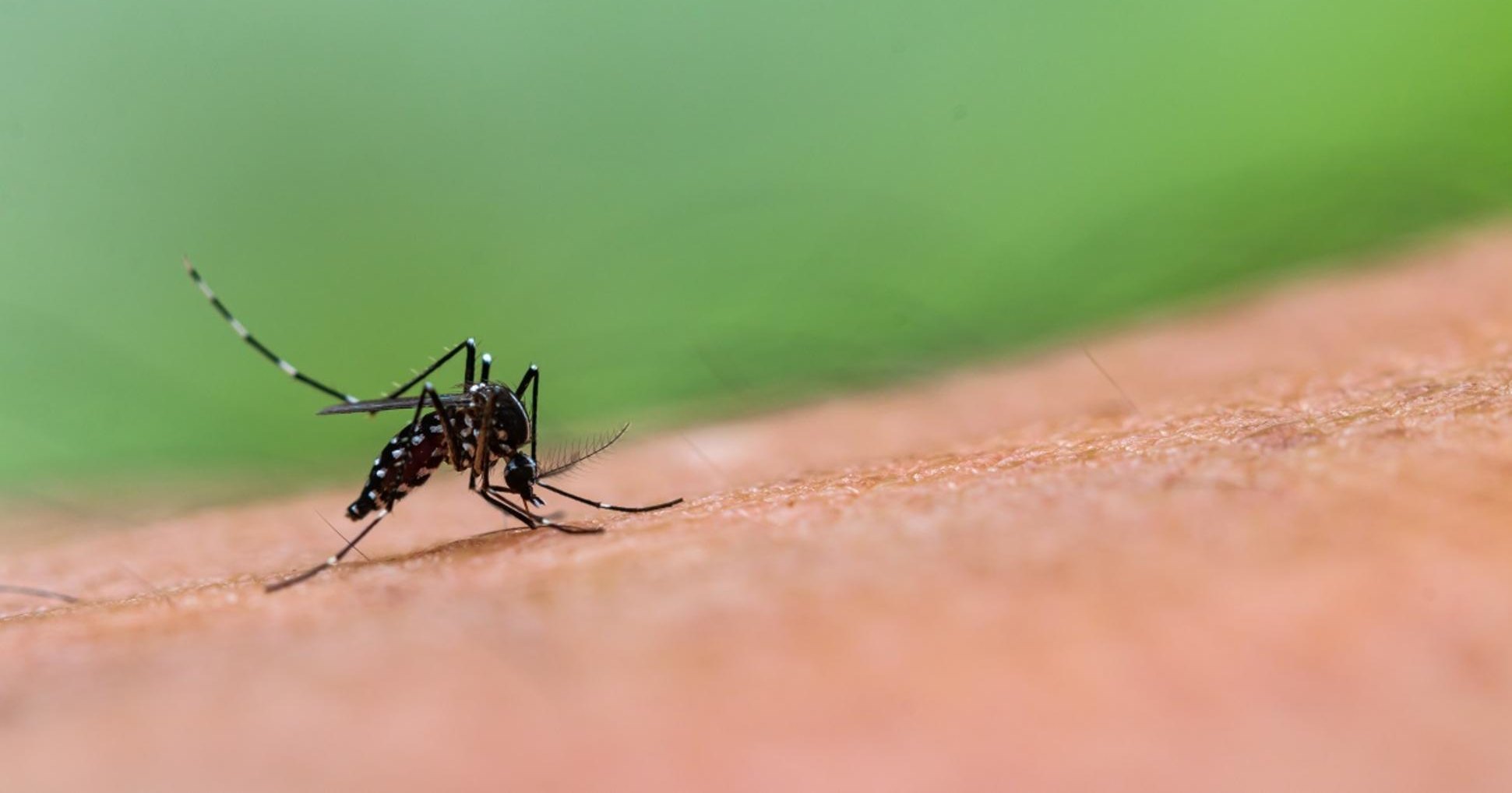 Каких людей комары кусают чаще