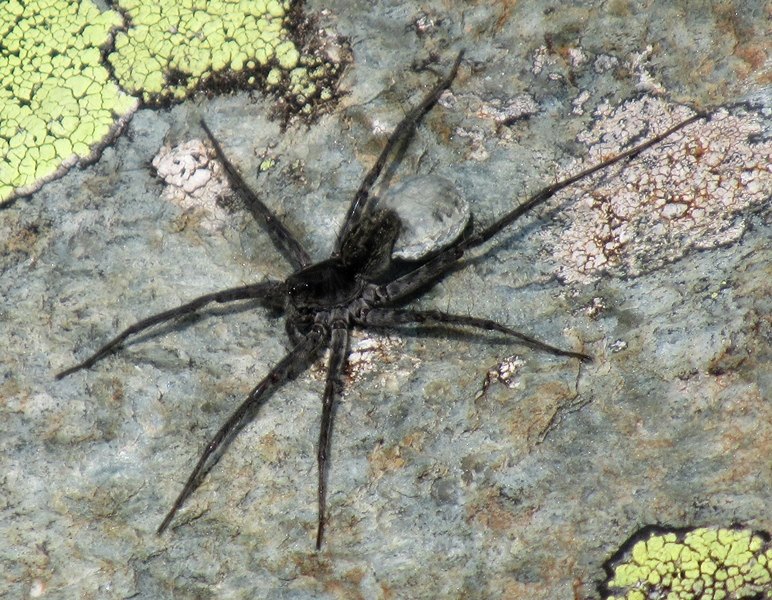 На Алтае нашли ранее неизвестного паука-волка
