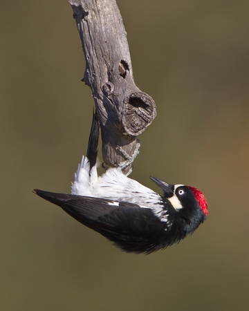 Железная хватка: кинематика приземления птиц в зависимости от геометрии и текстуры поверхности - 2 Железная хватка: кинематика приземления птиц в зависимости от геометрии и текстуры поверхности - 2