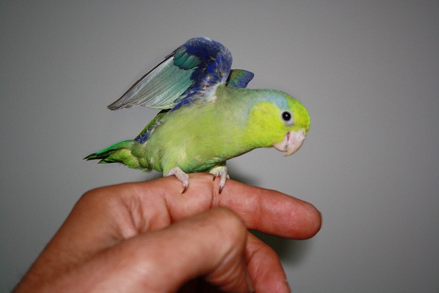 Железная хватка: кинематика приземления птиц в зависимости от геометрии и текстуры поверхности - 3 Железная хватка: кинематика приземления птиц в зависимости от геометрии и текстуры поверхности - 3