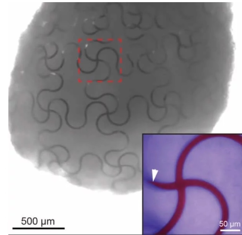 Ученые вырастили клетки со вживленной в них электроникой - 2 image