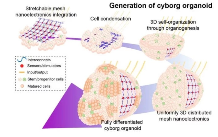 Ученые вырастили клетки со вживленной в них электроникой - 3 image