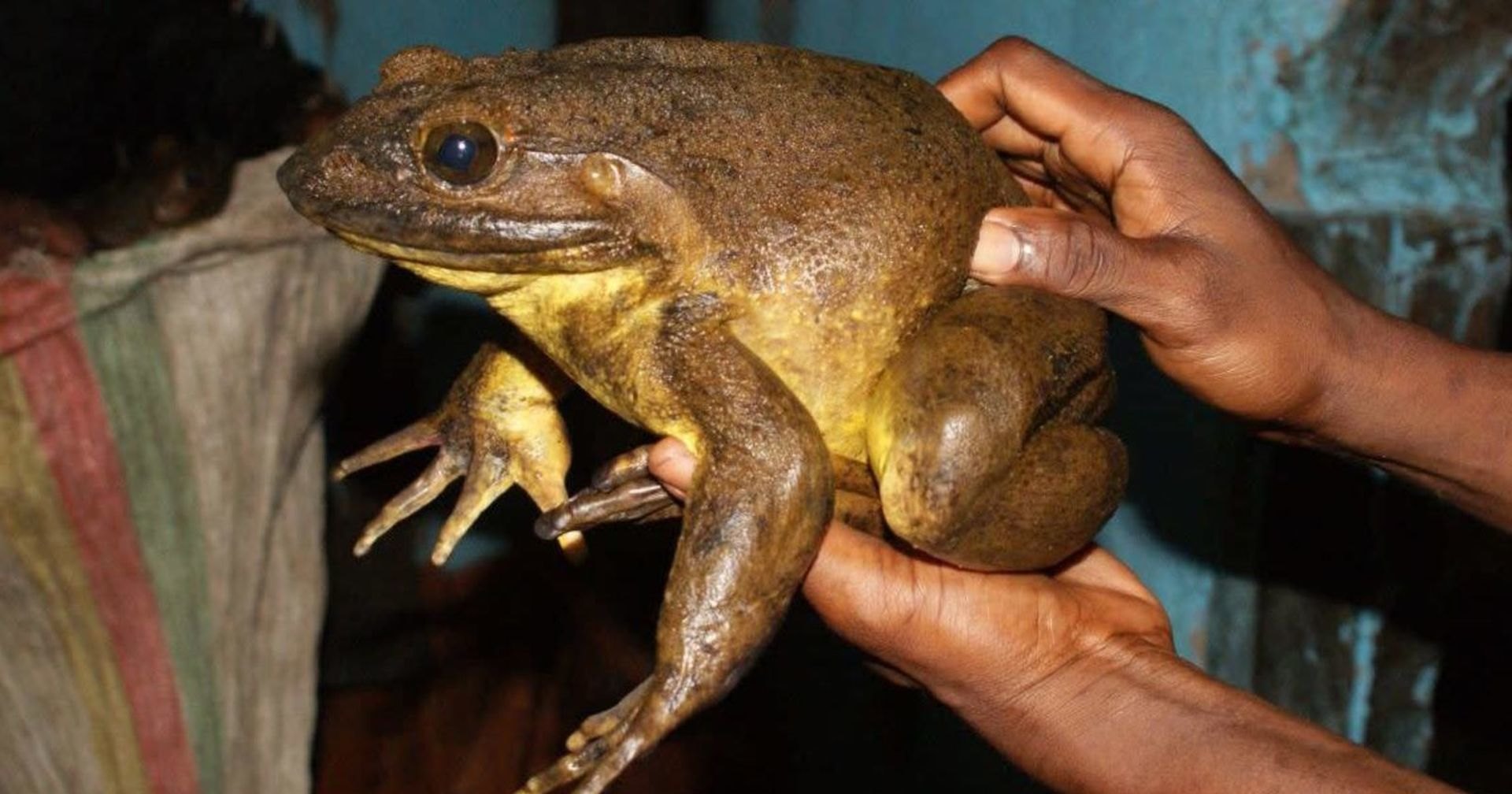 Самые большие лягушки в мире роют потомству личные бассейны