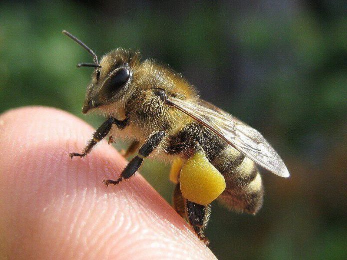 Про пчёл-гедонистов, то, как люди заставляют их работать и дроны - 2