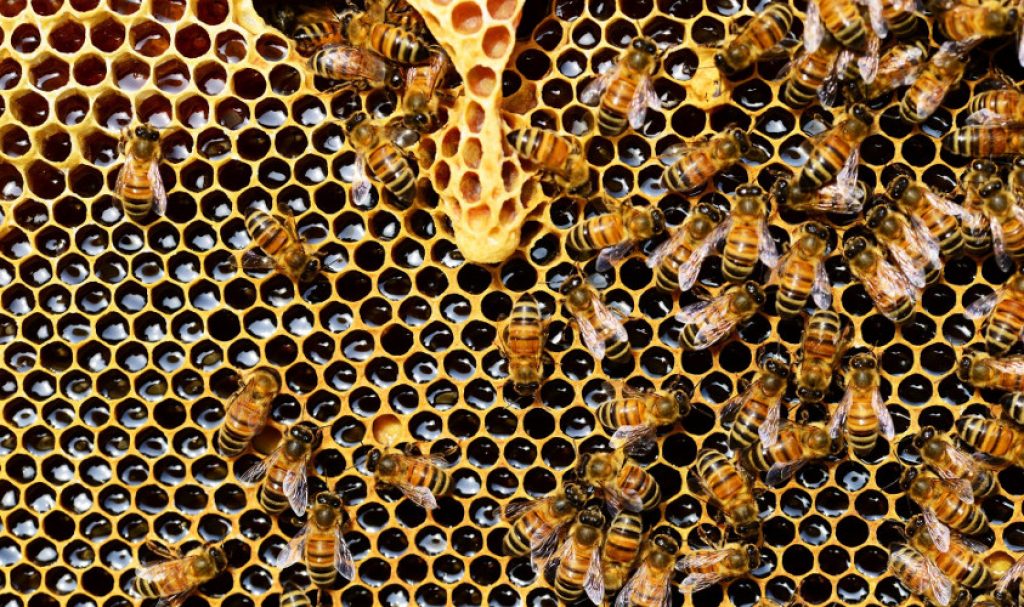 Про пчёл-гедонистов, то, как люди заставляют их работать и дроны - 5