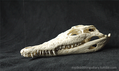 Зубная фея тут не работает: структура эмали зубов крокодилов и их доисторических предков - 2