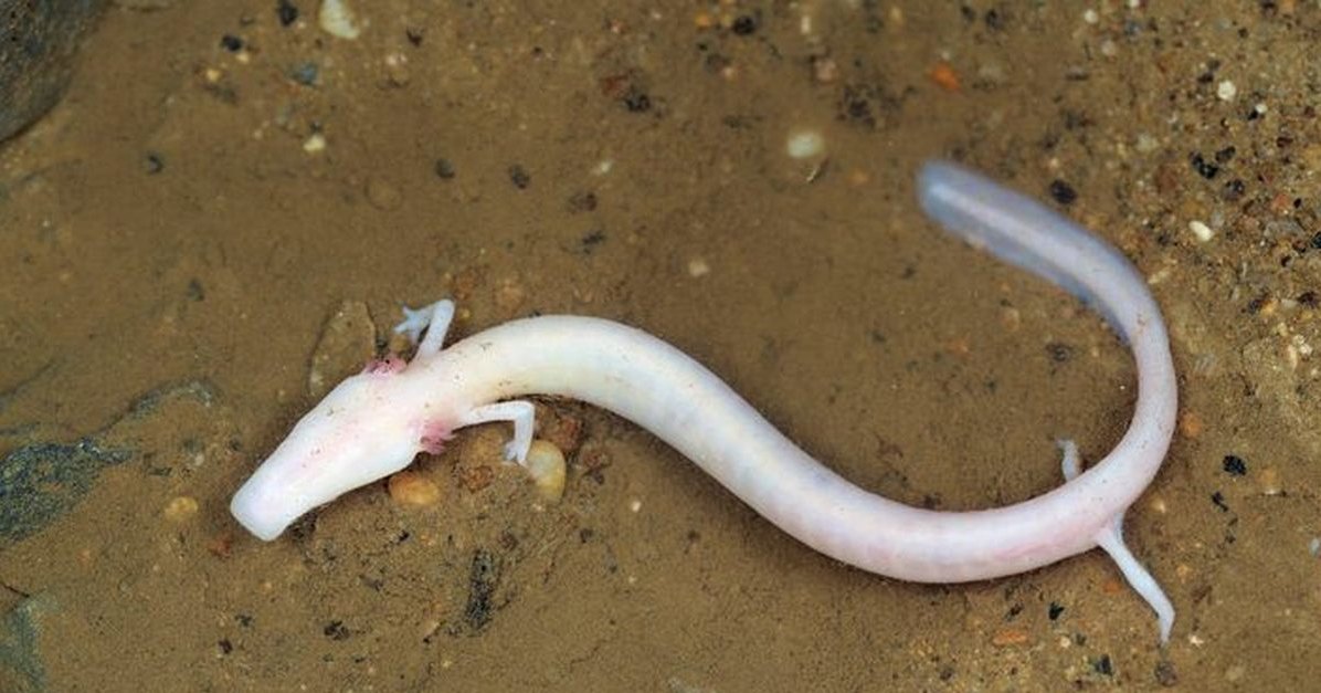 Протей: цвета человека, но без глаз Протей: цвета человека, но без глаз