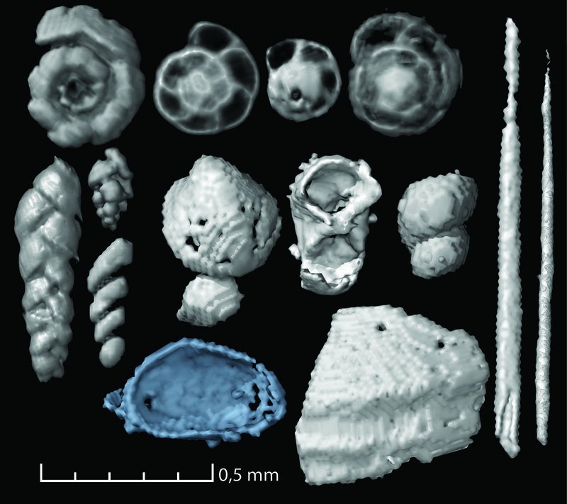 В какашках птерозавров нашлись фораминиферы