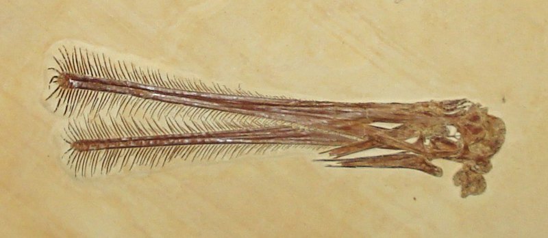 В какашках птерозавров нашлись фораминиферы