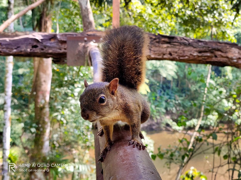 Рекламный ролик и первое фото с камеры Realme Q