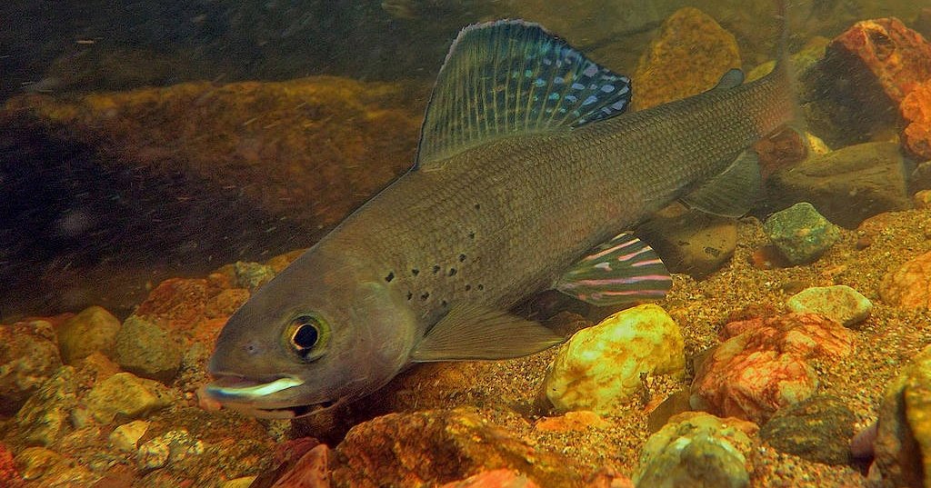 Радиоактивность рыбы в Енисее снизилась
