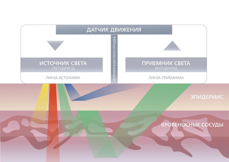 Дела сердечные: как современные гаджеты измеряют пульс