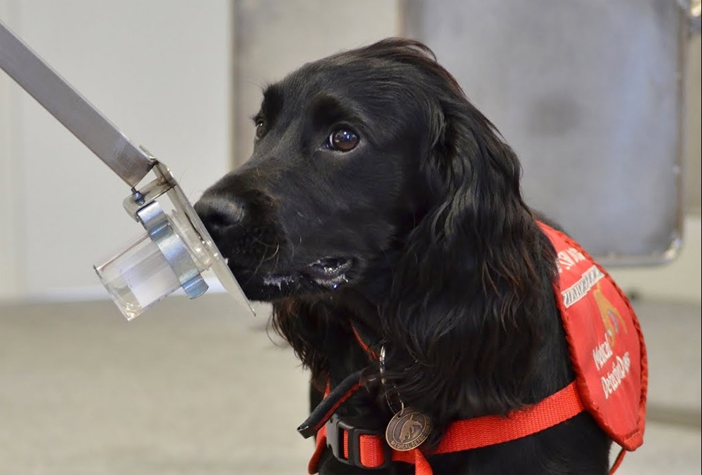 Эпопея по созданию робота с нюхом собаки - 3 Эпопея по созданию робота с нюхом собаки - 3