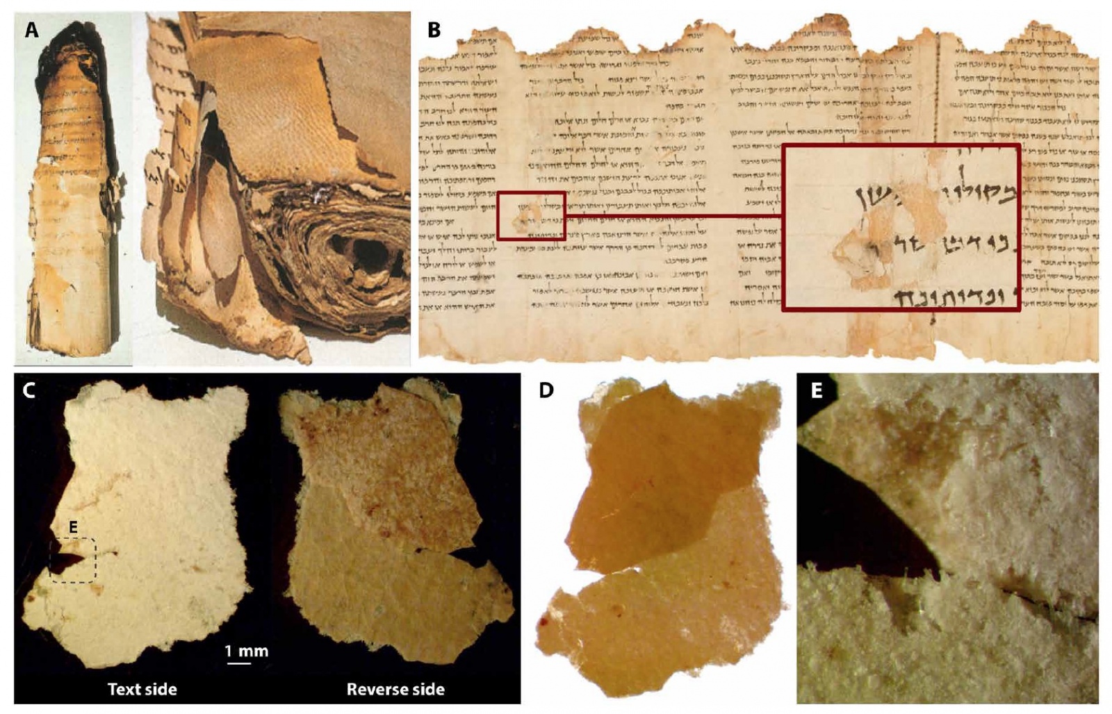 Рукописи не горят: секрет долговечности свитков Мертвого моря, датируемых 250 годом до н.э - 8