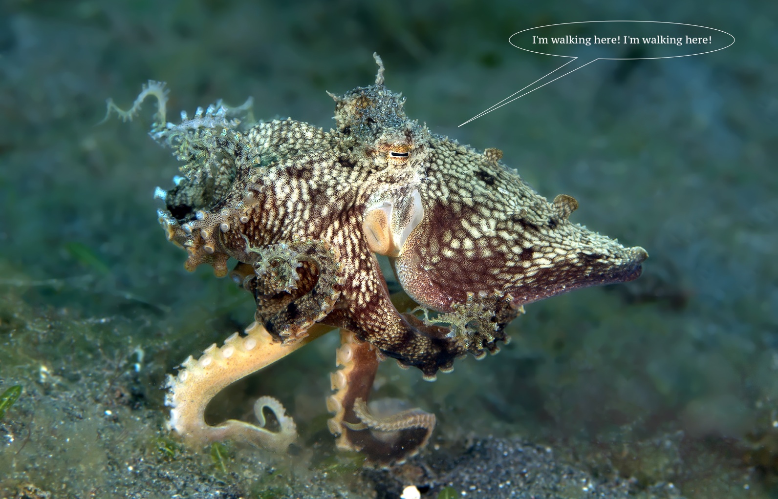 Живое разноцветное желе: принятие решений на уровне материала без участия центрального процессора - 1 Живое разноцветное желе: принятие решений на уровне материала без участия центрального процессора - 1