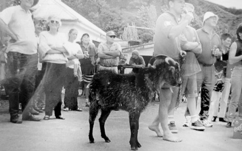 Как козлы и ослы приходят в политику