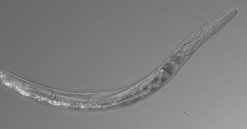 В сверхсоленом озере найдены трехполые черви