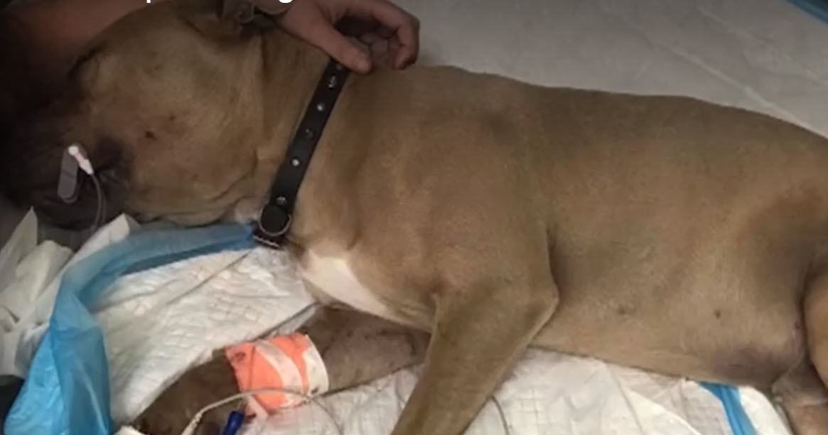 Щенок питбуля спас детей от змеи ценой своей жизни Щенок питбуля спас детей от змеи ценой своей жизни