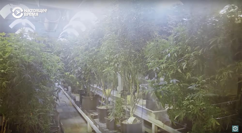 Холивар. История рунета. Часть 2. Контркультура: пАдонки, марихуана и Кремль - 16 Холивар. История рунета. Часть 2. Контркультура: пАдонки, марихуана и Кремль - 16