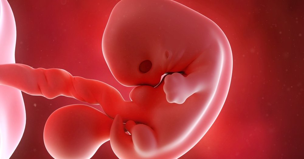 В мускулатуре человеческого эмбриона найдено наследие палеозоя