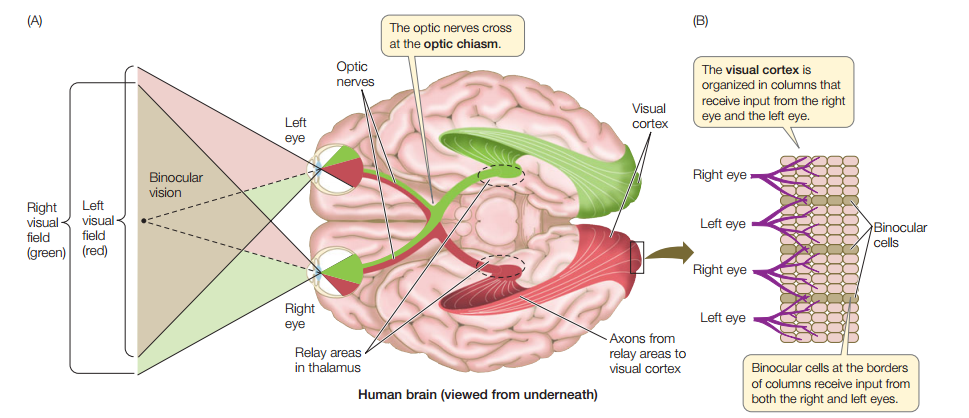 Конкурент Redmi Note 8 Pro дешевле 20 тысяч рублей. Первый 64-мегапиксельный смартфон появился в России