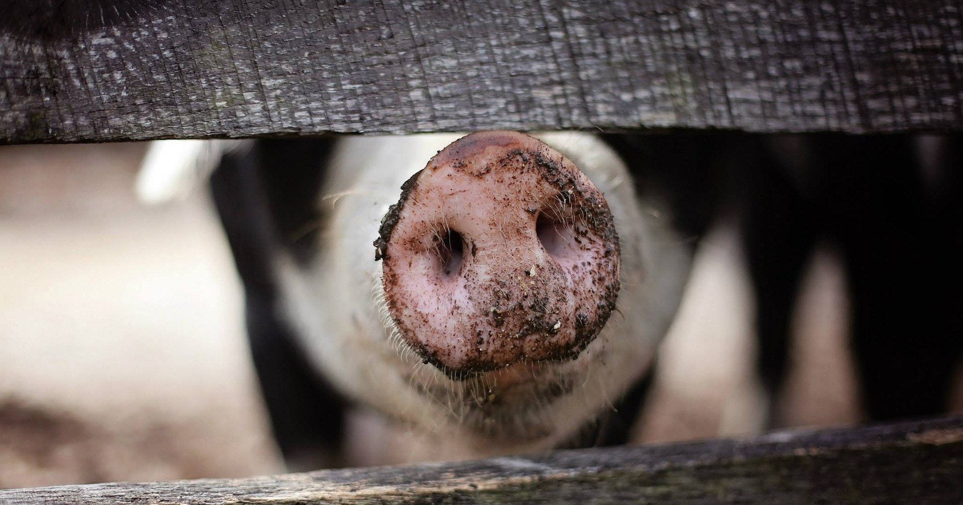 Как пандемия «свиной чумы» распространяется по планете: апокалипсис свиней