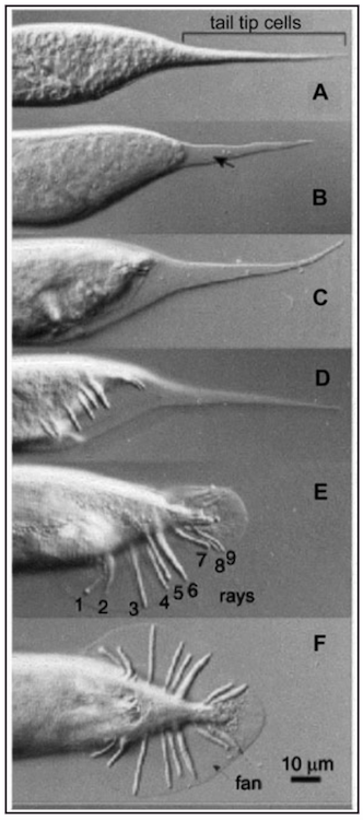 Нематоды-экстремалы из озера Моно: искупаться в мышьяке и выжить - 10 Нематоды-экстремалы из озера Моно: искупаться в мышьяке и выжить - 10