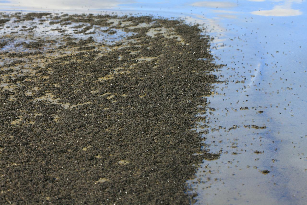 Нематоды-экстремалы из озера Моно: искупаться в мышьяке и выжить - 4 Нематоды-экстремалы из озера Моно: искупаться в мышьяке и выжить - 4