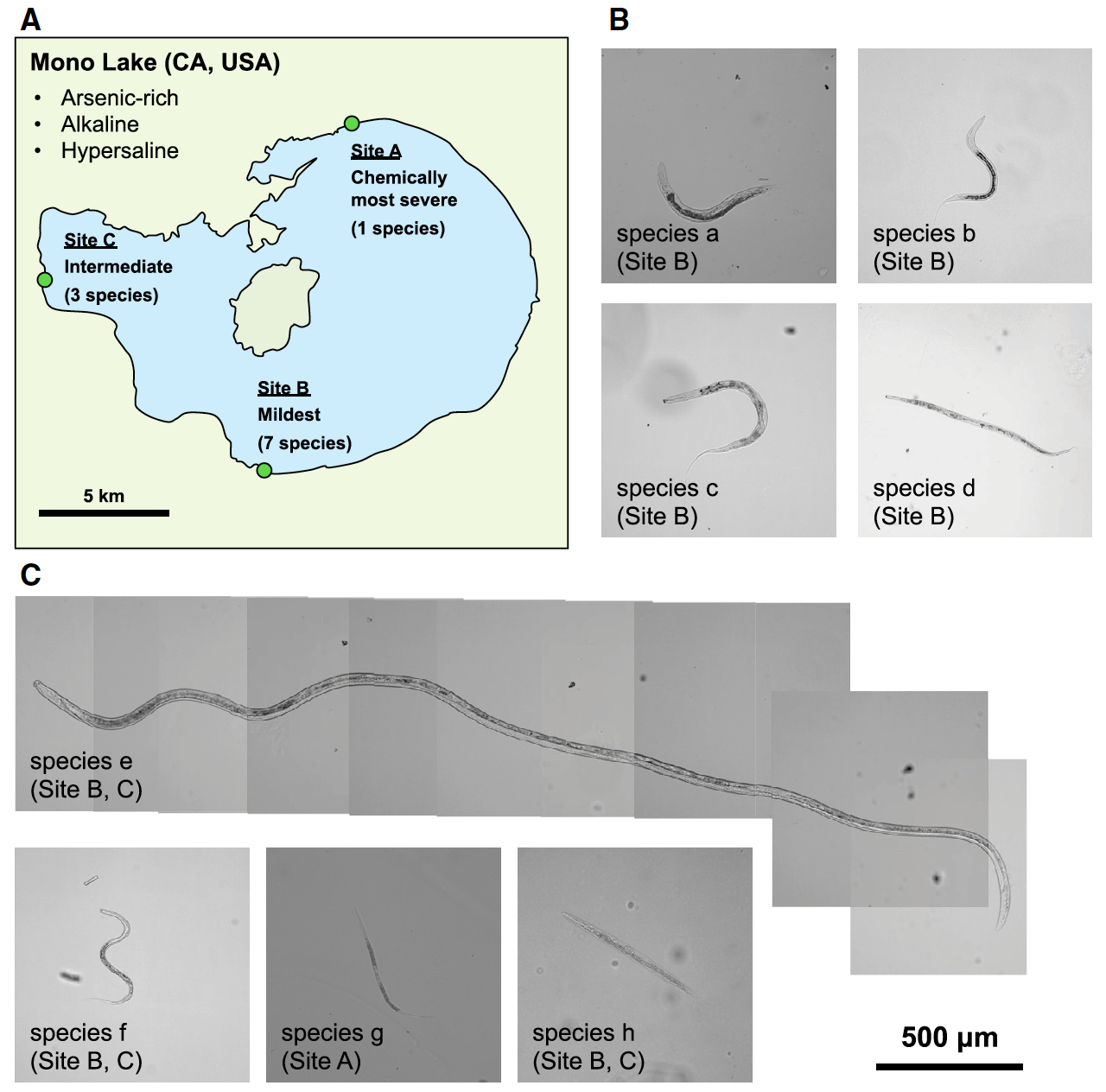 Нематоды-экстремалы из озера Моно: искупаться в мышьяке и выжить - 6 Нематоды-экстремалы из озера Моно: искупаться в мышьяке и выжить - 6
