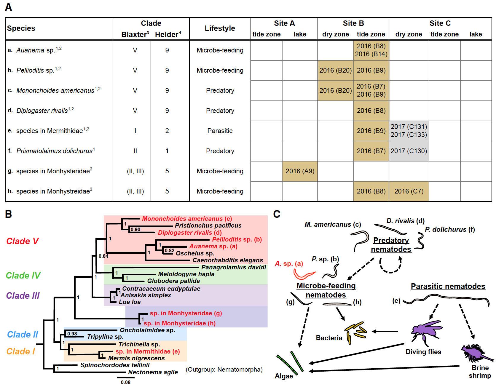 Нематоды-экстремалы из озера Моно: искупаться в мышьяке и выжить - 7 Нематоды-экстремалы из озера Моно: искупаться в мышьяке и выжить - 7