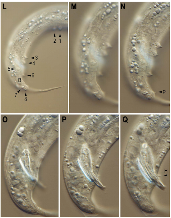 Нематоды-экстремалы из озера Моно: искупаться в мышьяке и выжить - 9 Нематоды-экстремалы из озера Моно: искупаться в мышьяке и выжить - 9