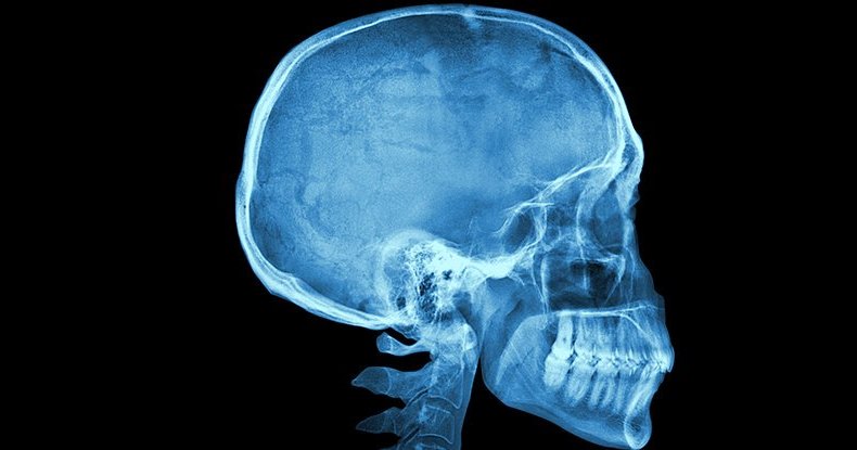 В черепе человека нашли золотое сечение: тайны мозга