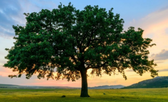 Keyword Tree: graph analysis for semantic extraction - 1 image